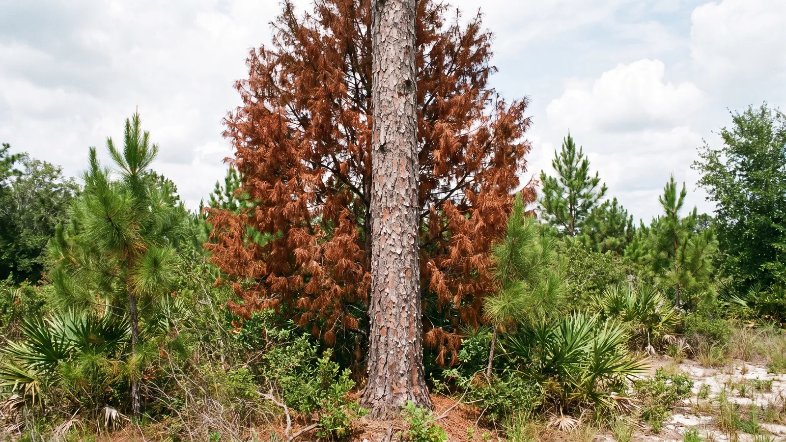 Slash pine with red-brown needles from bark beetle attack standing among green pines in Polk County